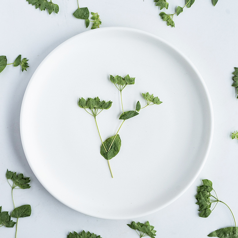 Plant Parent Sticker - 60 stuks konijnenoorgras met takken, echte