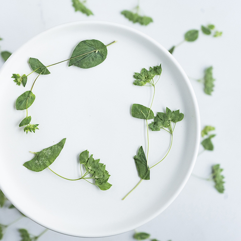 60 stuks konijnenoorgras met t - Plant Parent Sticker recensie en prijs